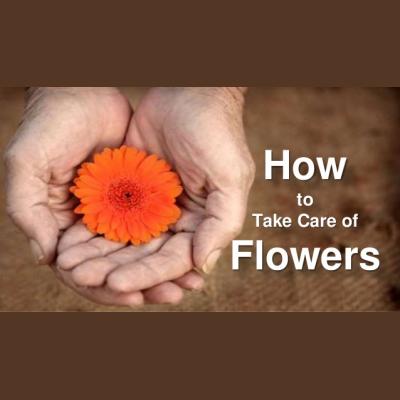 How to care for your Flowers and Plants