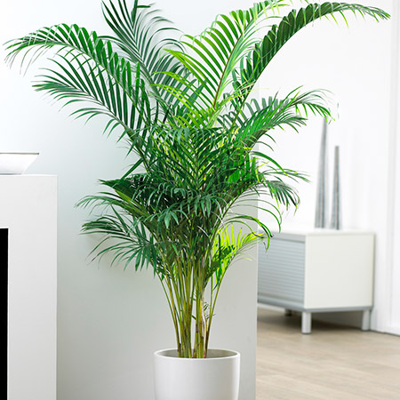 Image of an Areca Palm Tree