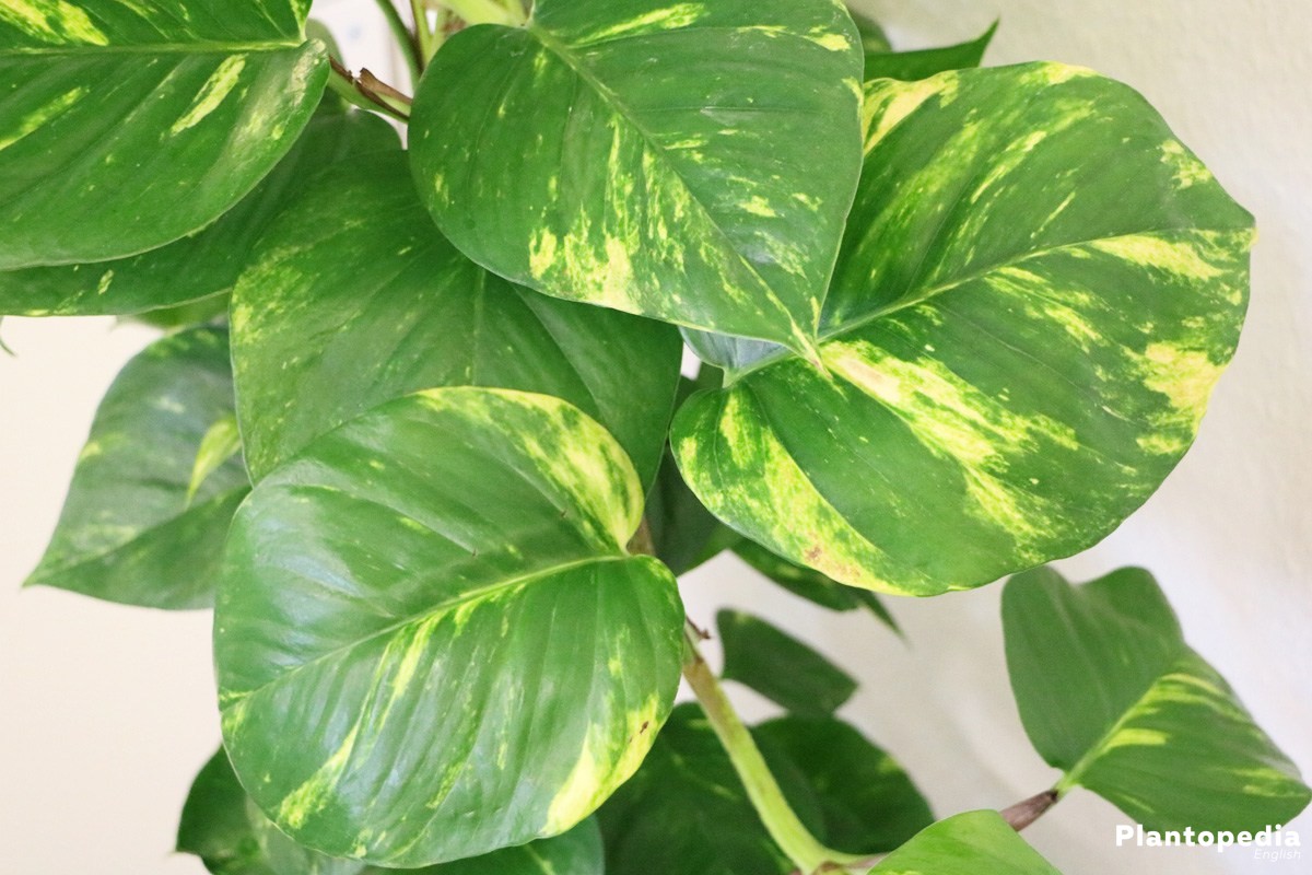 Image of philodendron plants