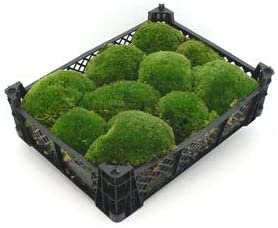moss_2