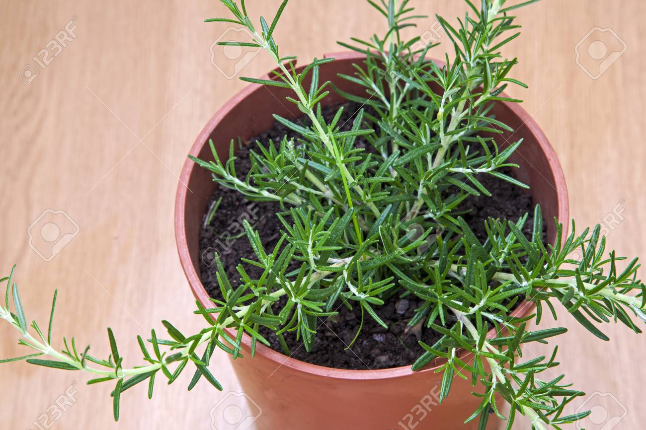 Rosemary ilQronfla