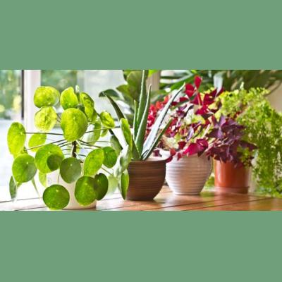 Your Guide to Indoor Plants