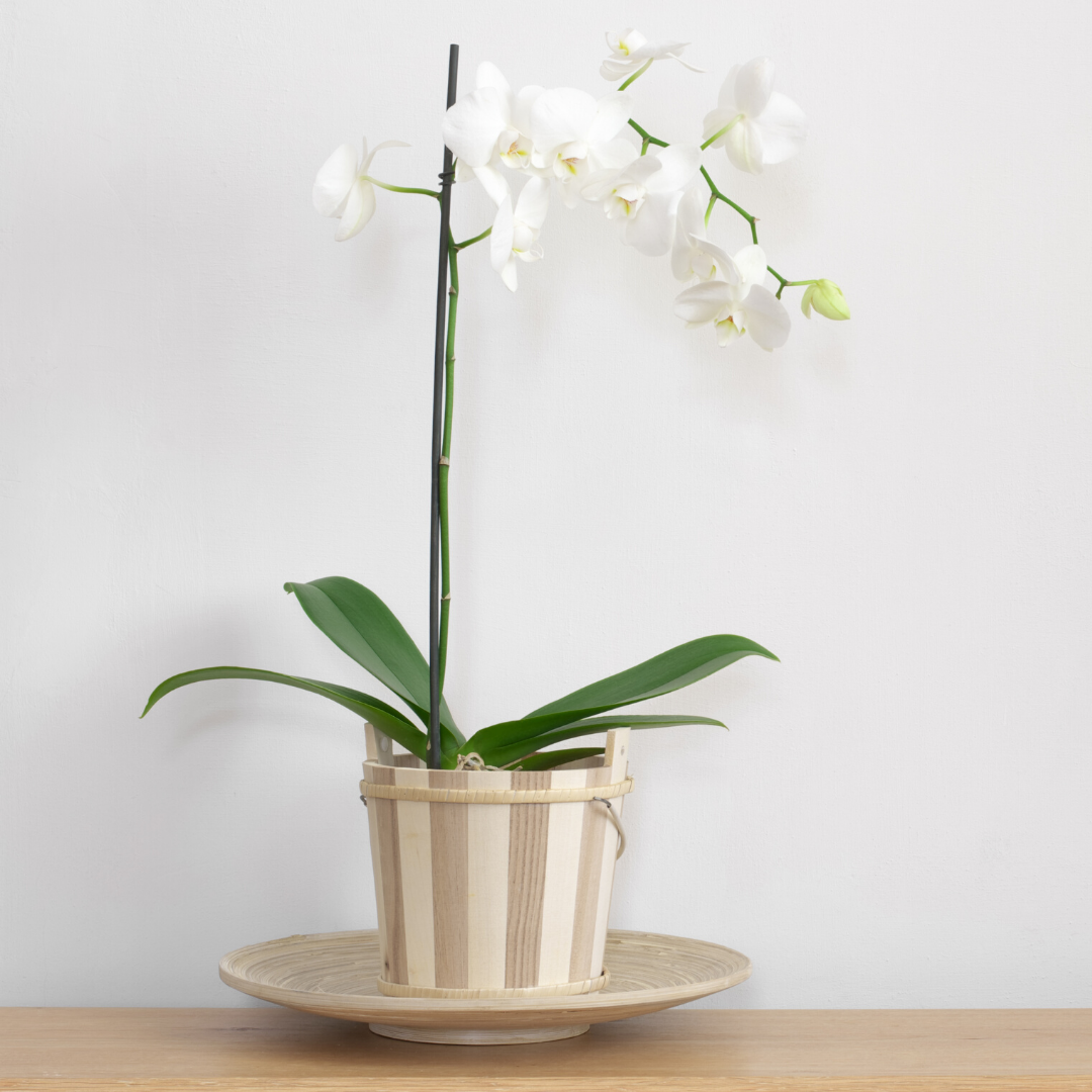 Il Qronfla Garden Centre Plants and Flowers Delivery Malta & Gozo